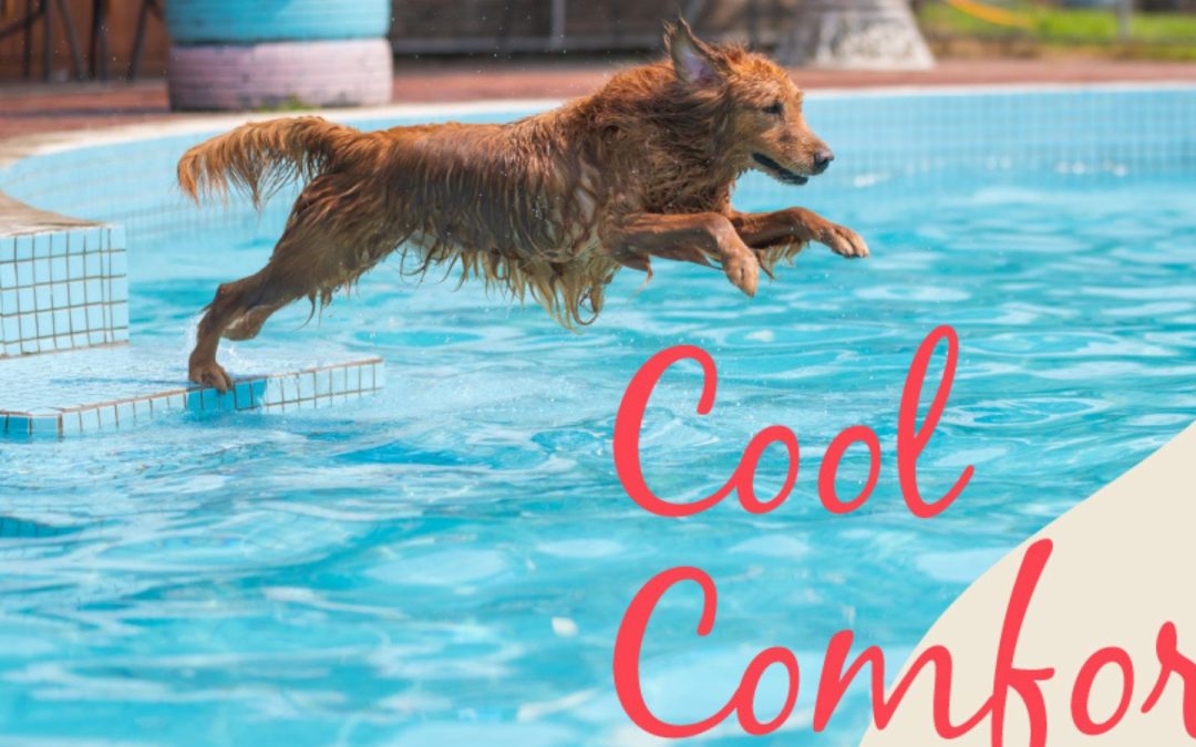 A Cool Pool: How to Keep Your Pool Refreshing in the Summer Heat